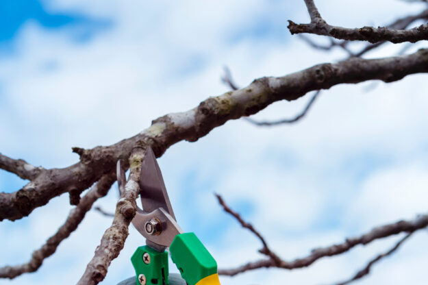 2148396749 řez ovocných stromů