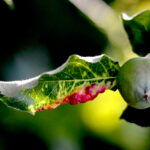Ovocné stromy vs. škůdci: Jak vyhrát bitvu o bohatou úrodu